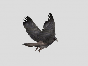 crow 3D 모델