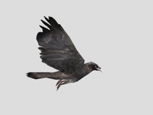 crow 3D 모델