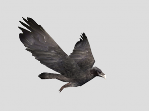 crow 3D 모델