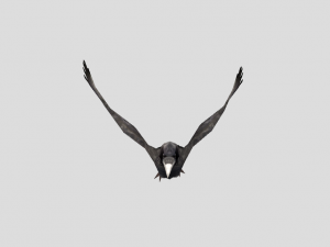 crow 3D 모델