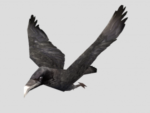 crow 3D 모델