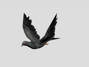pigeon 3D Model