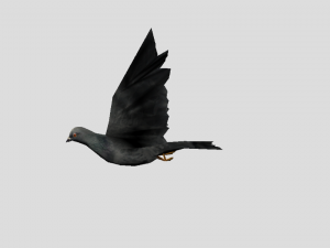 pigeon 3D Model