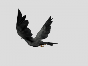 pigeon 3D Model