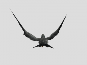 pigeon 3D Model