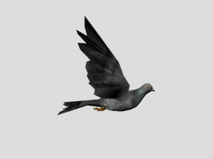 pigeon 3D Model
