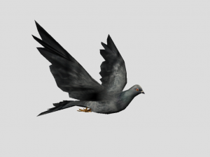 pigeon 3D Model