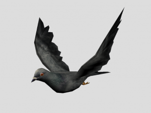 pigeon 3D Model