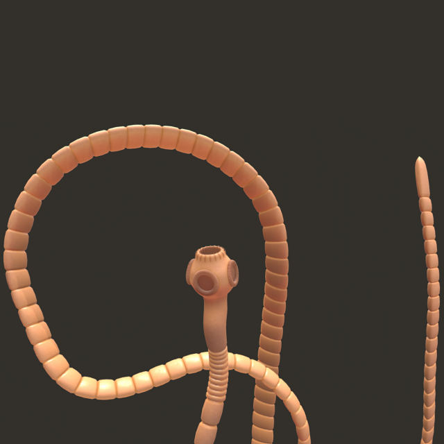 tapeworm 3D 模型 .c4d .max .obj .3ds .fbx .stl .blend 