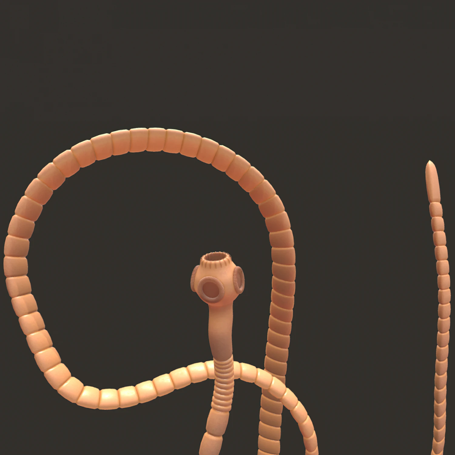 tapeworm 3D Model .c4d .max .obj .3ds .fbx .stl .blend