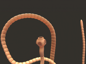 tapeworm Modello 3D