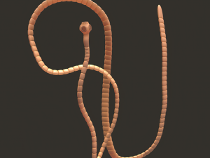 tapeworm 3D 模型