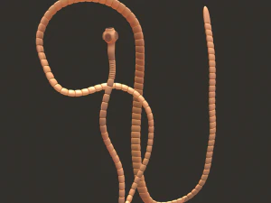 tapeworm 3D Model