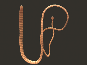 tapeworm 3D 模型
