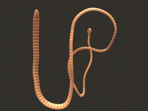 tapeworm 3D Model