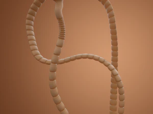 tapeworm 3D Model