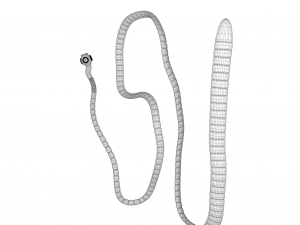 tapeworm 3D 模型