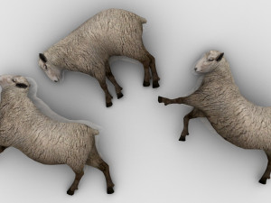 Pack of 3 Dead Sheep 3D Model