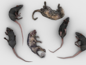 Pack of 6 Dead Rats Modello 3D