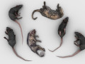 Pack of 6 Dead Rats Modello 3D