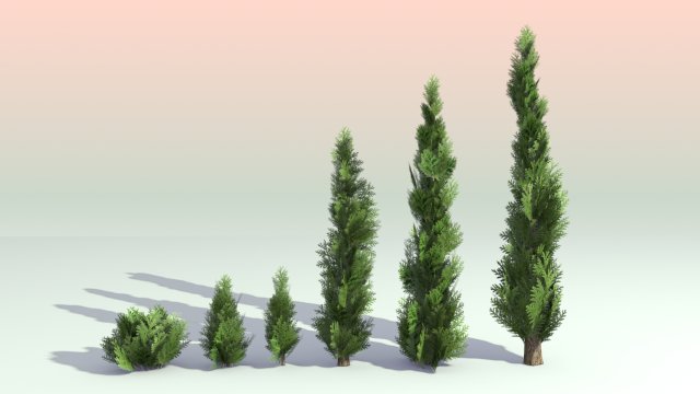 pack of 6 thuja trees 3D Model .c4d .max .obj .3ds .fbx .stl .blend