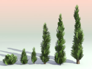 pack of 6 thuja trees 3D Model