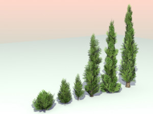 pack of 6 thuja trees 3D Model