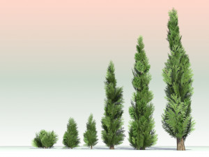 pack of 6 thuja trees 3D Model