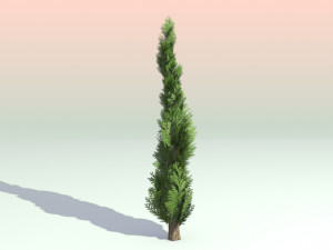 pack of 6 thuja trees 3D Model