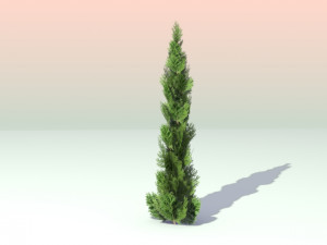 pack of 6 thuja trees 3D Model