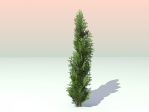 pack of 6 thuja trees 3D Model