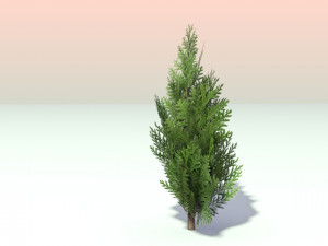 pack of 6 thuja trees 3D Model