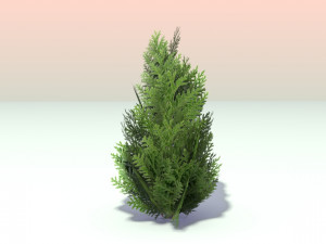 pack of 6 thuja trees 3D Model