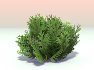 pack of 6 thuja trees 3D Model