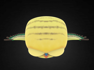 cute parrot little bird 3D Model