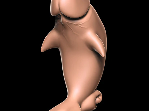 페니스돌고래 3D 프린트 모델