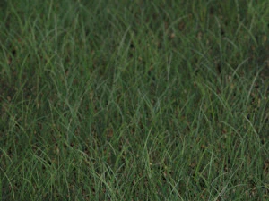 grass CG Textures