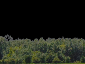 backdrop treelines with alpha channel 3D-Modell