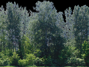 backdrop treelines with alpha channel 3D-Modell