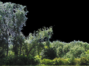 backdrop treelines with alpha channel 3D-Modell