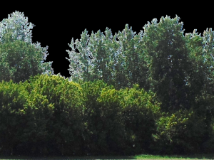 backdrop treelines with alpha channel 3D-Modell