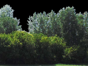 backdrop treelines with alpha channel 3D Model