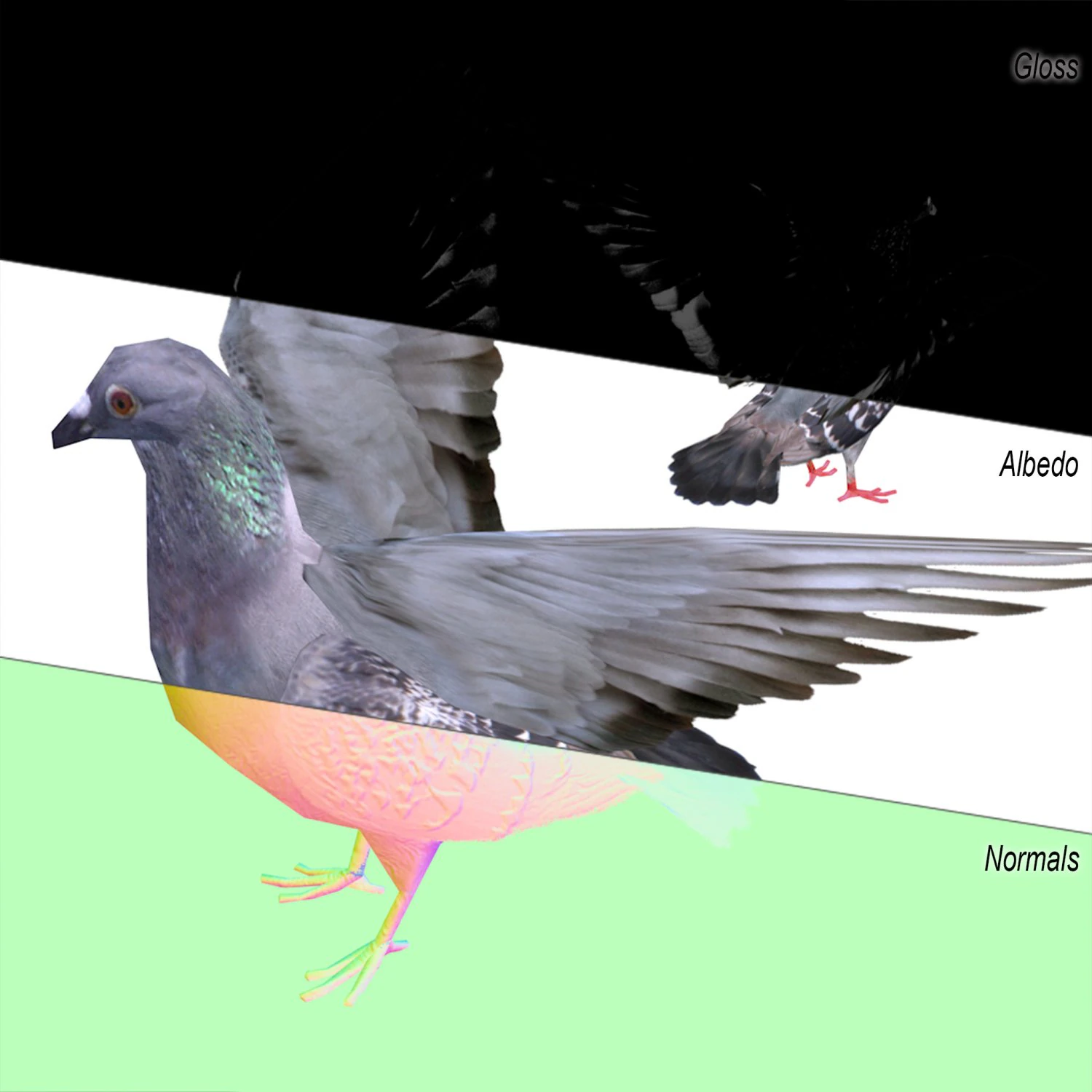 dove 3D Model .c4d .max .obj .3ds .fbx .stl .blend 