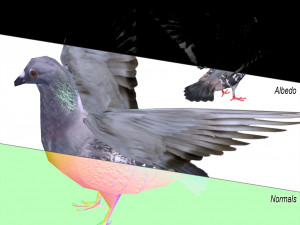 dove 3Dモデル
