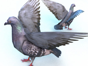 dove Model 3D