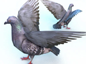 dove 3D Model