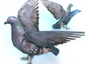 dove Model 3D