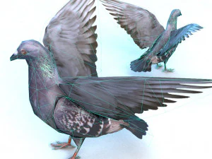 dove 3D Model