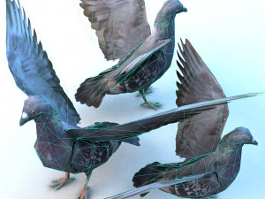 dove Model 3D