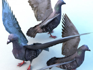 dove Model 3D
